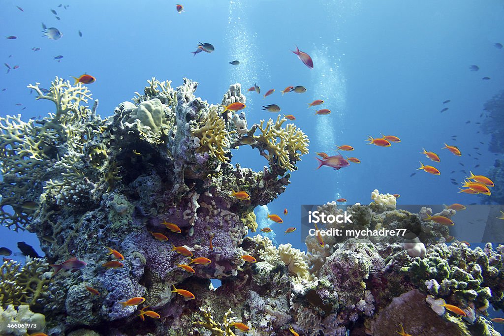 imge of osen and coral with some fishss